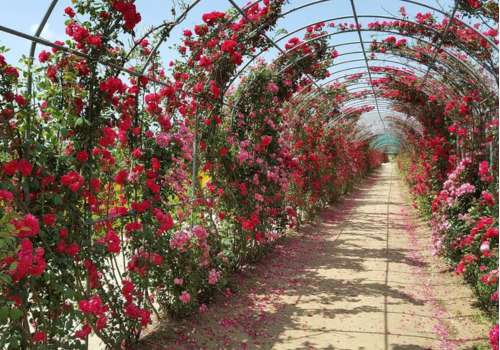 Rose Tunnel