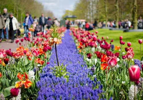 Keukenhof
